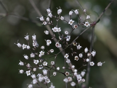 Gypsophila paniculata