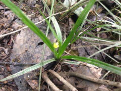 Hypoxis sessilis