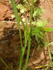 Carex grisea