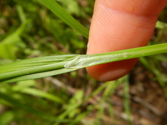 Carex grisea