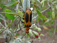 Pyrota plagiata