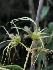 Clematis haenkeana