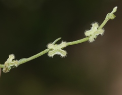 Pectocarya penicillata