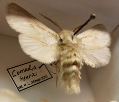 Comadia henrici