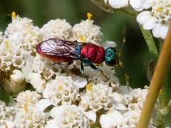 Chrysura dichroa