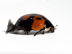 Adalia bipunctata