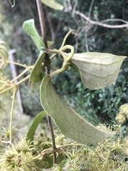 Clematis haenkeana