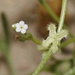 Pectocarya penicillata - Photo (c) James Bailey,  זכויות יוצרים חלקיות (CC BY-NC), הועלה על ידי James Bailey