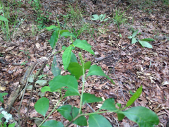 Ditrysinia fruticosa