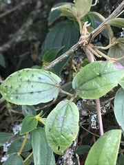 Clematis haenkeana