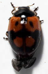 Adalia bipunctata