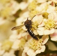 Sapygidae