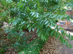 Cocculus laurifolius