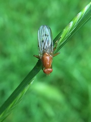 Dryomyzidae
