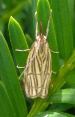Chrysocramboides craterella
