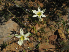 Moraea fenestrata
