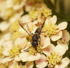 Sapygidae