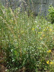 Cichorium intybus