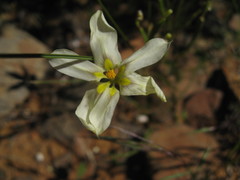 Moraea fenestrata