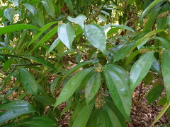 Cocculus laurifolius