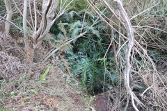 Blechnum punctulatum punctulatum