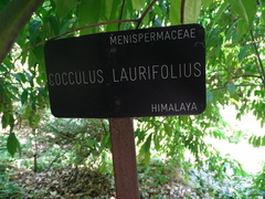 Cocculus laurifolius