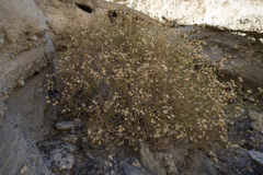 Pleurocoronis pluriseta