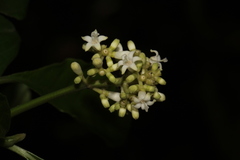Psychotria carthagenensis