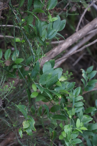 Image of Asparagus ovatus by (c) Tony Rebelo, some rights reserved (CC BY-SA)