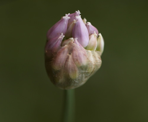 Mouse Garlic