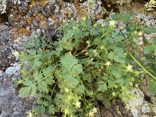 Image of Ivesia baileyi by (c) mark-groeneveld, some rights reserved (CC BY)