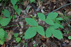 Staphylea trifolia