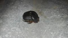 Coprophanaeus gamezi