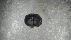 Coprophanaeus gamezi