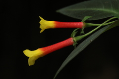 Manettia luteorubra