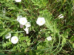 Convolvulus arvensis