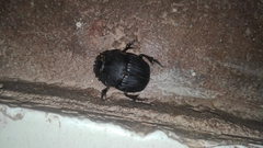 Coprophanaeus gamezi