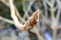 Juglans ailantifolia
