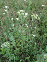 Achillea millefolium