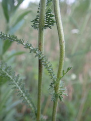 Achillea millefolium