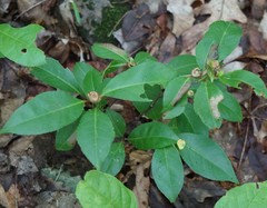 Contarinia cerasiserotinae