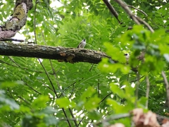 Poecile palustris