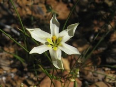 Moraea fenestrata