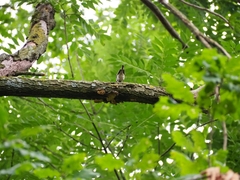 Poecile palustris