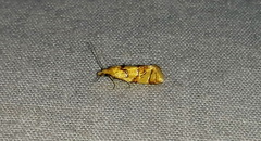 Phtheochroa vitellinana