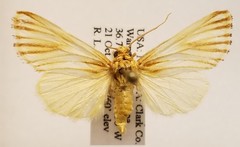 Eulithosia discistriga