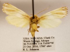 Eulithosia discistriga