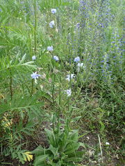 Cichorium intybus
