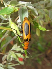 Pyrota plagiata