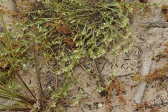 Pectocarya penicillata